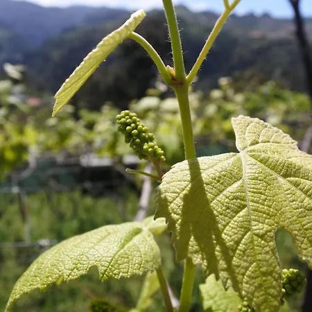 Quintinha Do Alvaro - House Santana (Madeira)