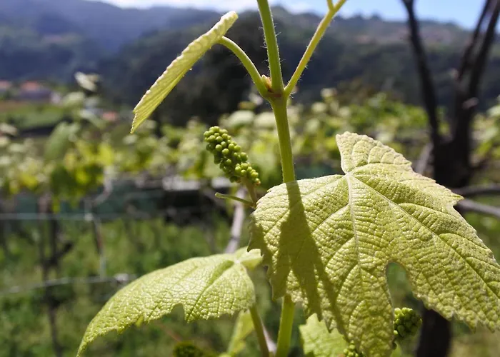 Quintinha Do Alvaro - House 桑塔纳